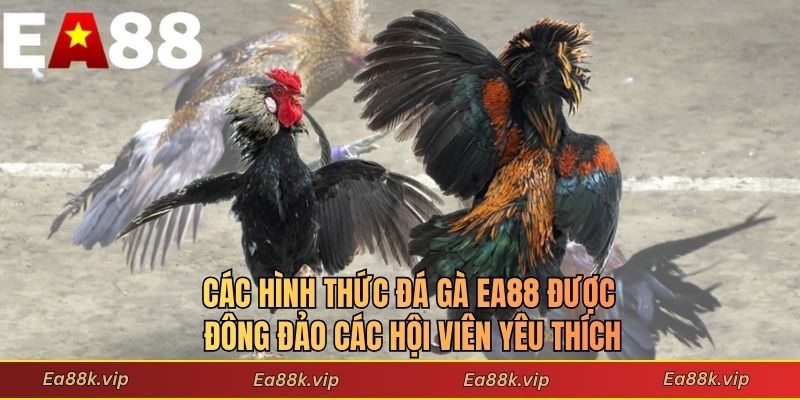 Các hình thức đá gà EA88 được đông đảo các hội viên yêu thích